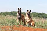 MALINOIS 317